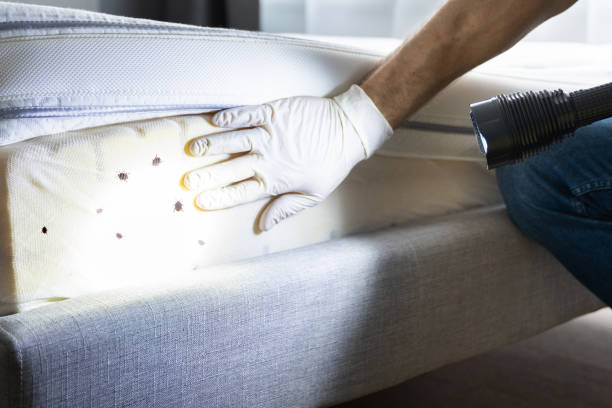 Best Pest Control Near Me in Surf City, NC