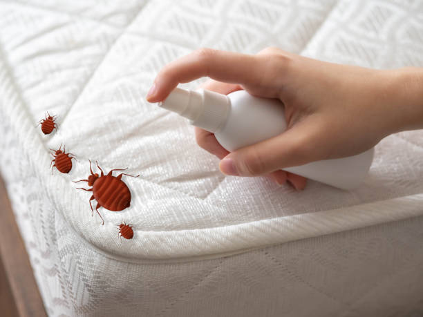Best Bed Bug Extermination  in Surf City, NC