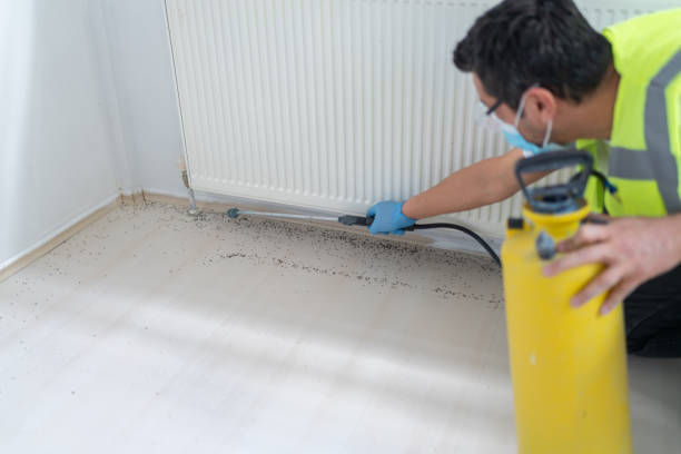 Best Ant Control Services  in Surf City, NC
